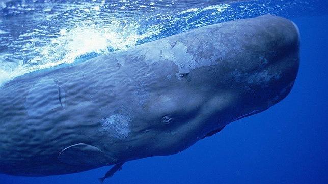 La masa sólida de tres kilos, conocida como ámbar gris, muy apreciada en la elaboración de perfumes, fue localizada por el perro de un hombre en una playa de Inglaterra