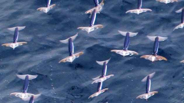 Un calamar volando