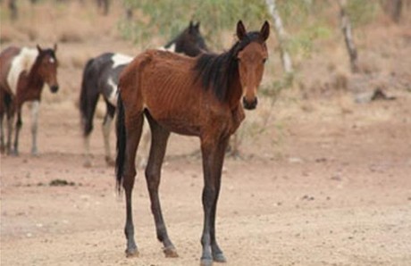 caballo