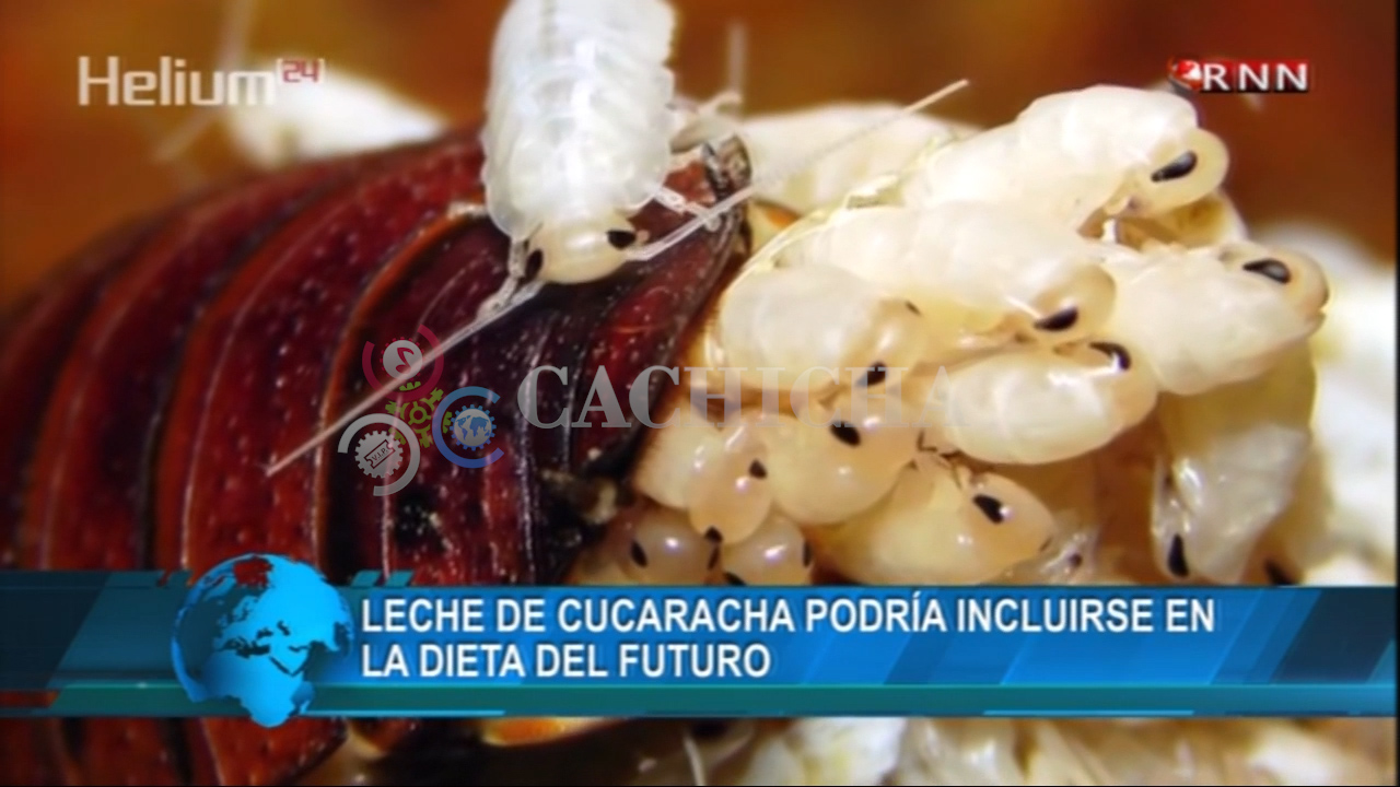 cucaracha