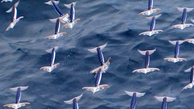Un grupo de científicos japoneses consigue las primeras imágenes de este animal, capaz de moverse a 11 metros por segundo