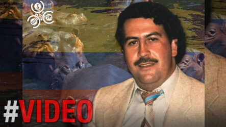 “Pablo Escobar Tiene La Culpa”: Hipopótamos Se Vuelven Una Plaga En Colombia | El Gordo Y La Flaca