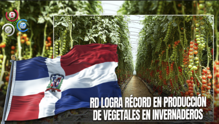 República Dominicana Alcanza Récord En Producción De Vegetales En Invernaderos Con Incremento Histórico En área De Siembra