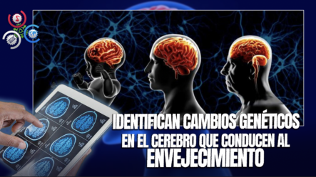 Descubren ‘punto Caliente’ Del Cerebro Donde Se Produce El Envejecimiento