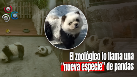 Zoológico En China Tiñe Perros Para Hacerlos Pasar Por Osos Panda