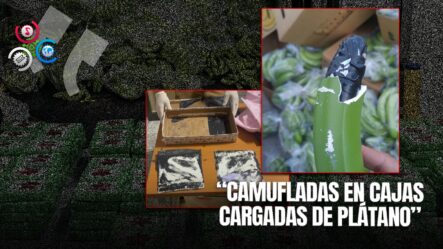 Incautan 663 Láminas De Sustancias Prohibidas Ocultas En Cajas De Plátano