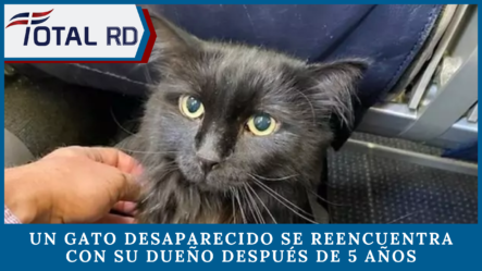 Un Gato Desaparecido Se Reencuentra Con Su Dueño Después De 5 Años Y 2.000 Kilómetros De Recorrido