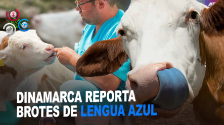 Lengua Azul: Enfermedad Que Se Propaga En Vacas Y Rumiantes De Europa