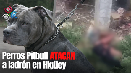 Perros Casi Devoran Un Hombre Que Se Metió A Robar En Una Casa En Higüey