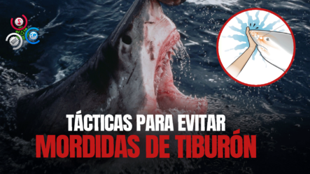 Expertos Comparten Estrategias Para Evitar Ataques De Tiburón