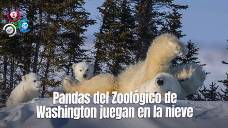 Osos Panda Del Zoológico De Washington D.C Disfrutan De La Nieve