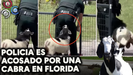 Policía Es ACOSADO De Forma “PECULIAR” Por Una Cabra En Florida